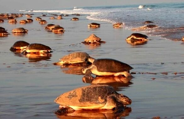 Gahirmatha Beach Turtle