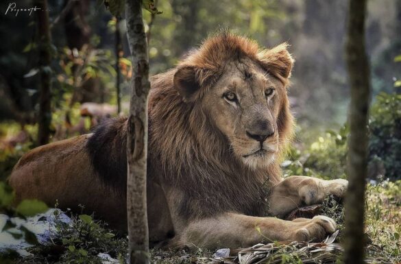 Lion Safari in Nandankanan